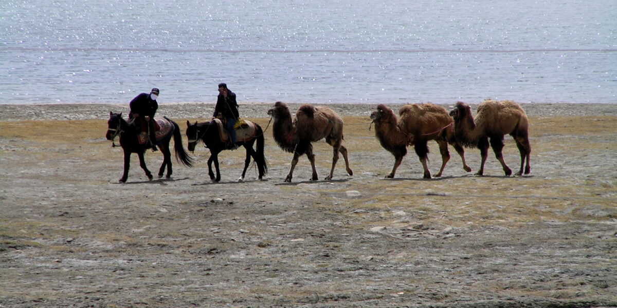 Camels