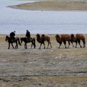 Camels