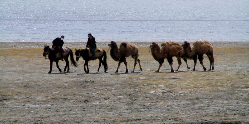 Camels