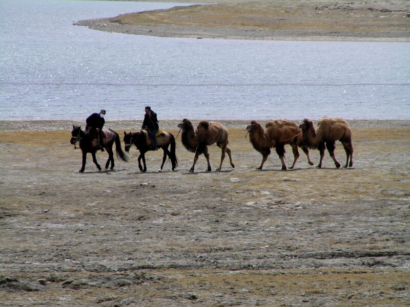 Camels