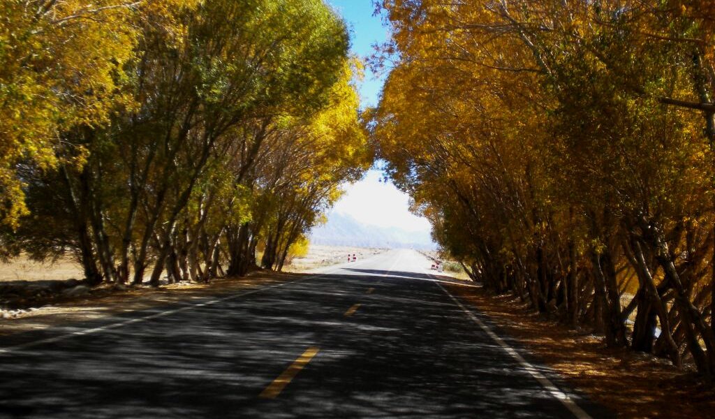 نىجاتلىق يولى